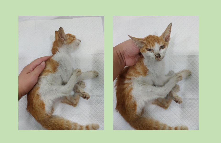 한국 고양이 이미지 파일 입니다.